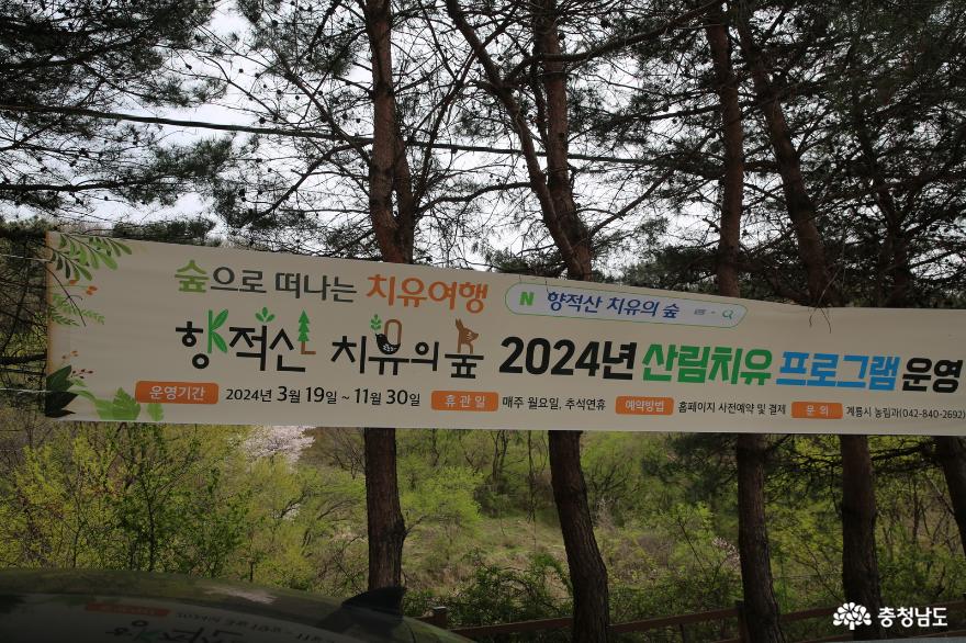 2024년 산림청 지정 생태숲으로 자리한 계룡시 향적산과 벚꽃 사진