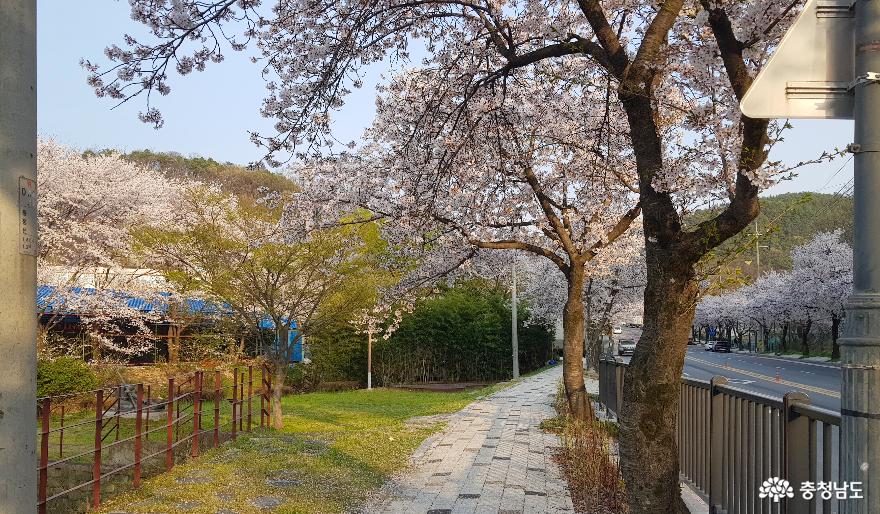 아트센터 고마 일대의 벚꽃 가로수