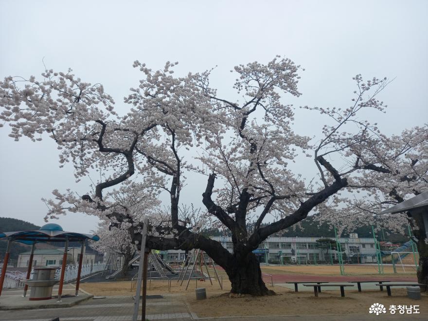 이원초등학교 벚꽃 고목 나무