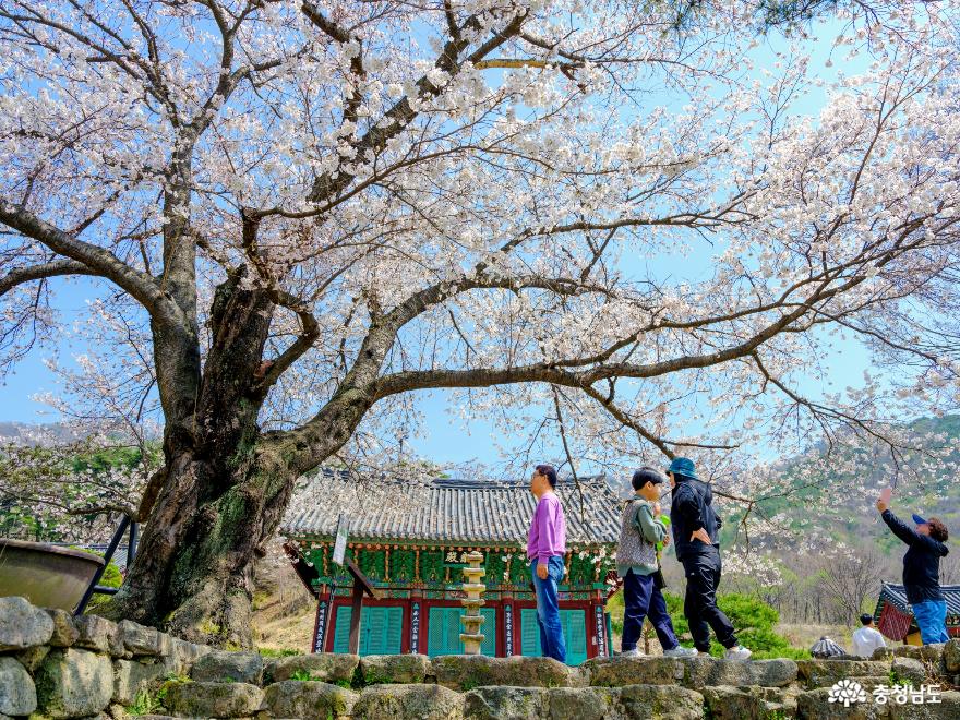 신안사의 봄소식 사진