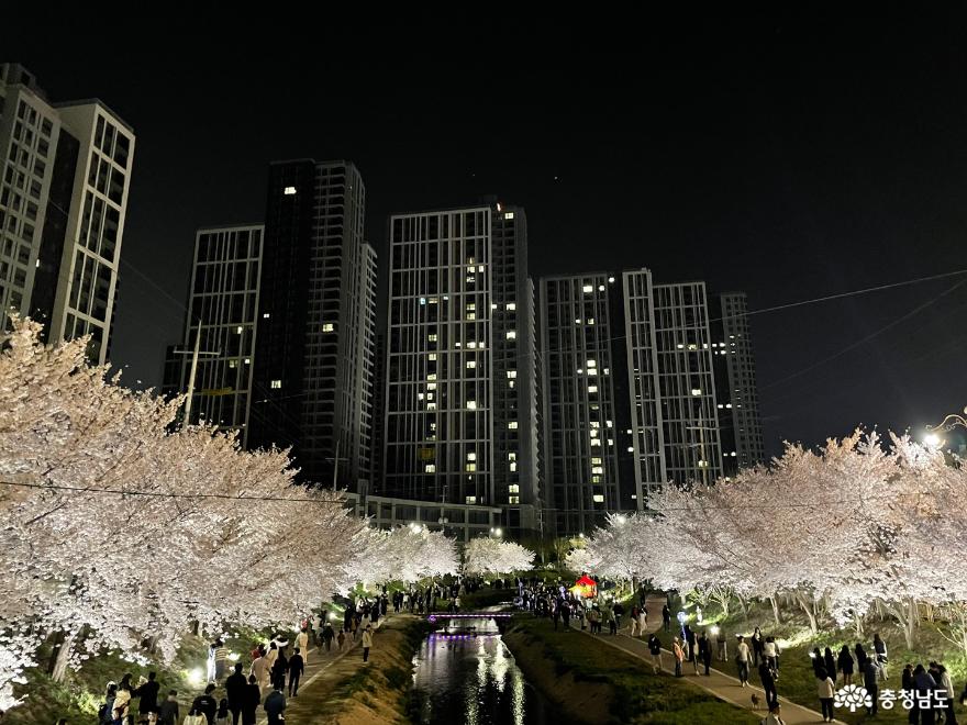 천안 원성천 벚꽃 낮과 밤 사진