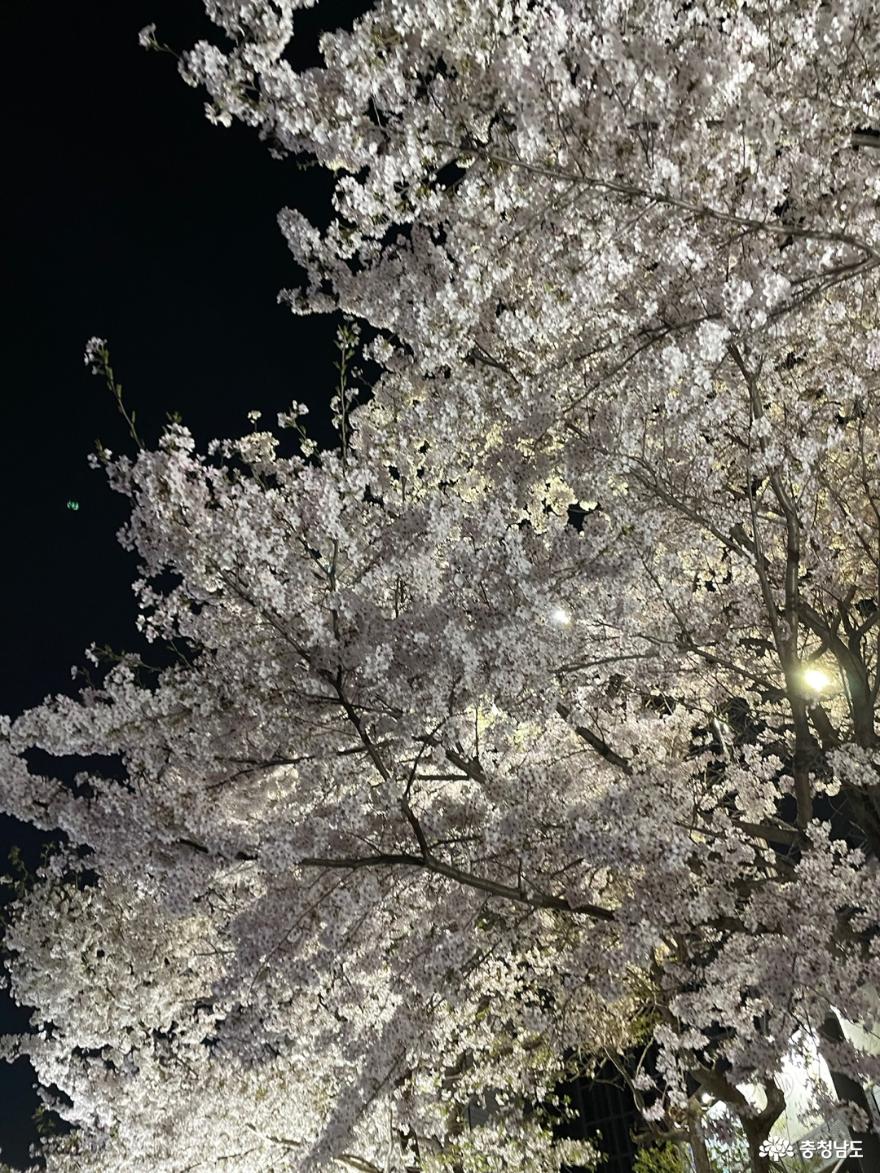 천안 원성천 벚꽃 낮과 밤 사진