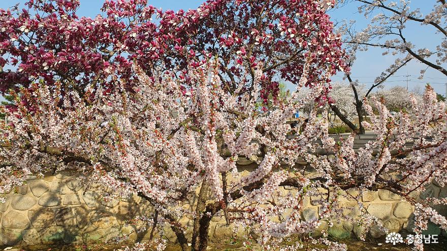 봄꽃이가득핀예산추사고택의봄 10