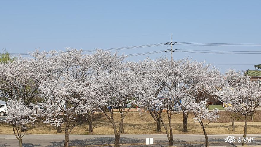봄꽃이가득핀예산추사고택의봄 12