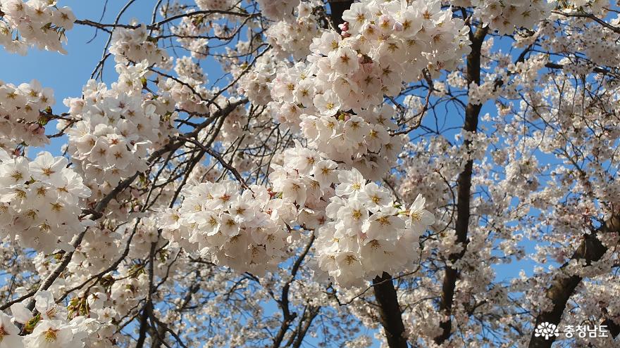 봄꽃이 가득핀 예산 추사고택의 봄 사진
