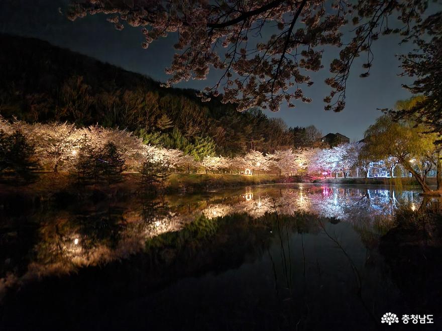 호서대학교 벚꽃의 야간 풍광