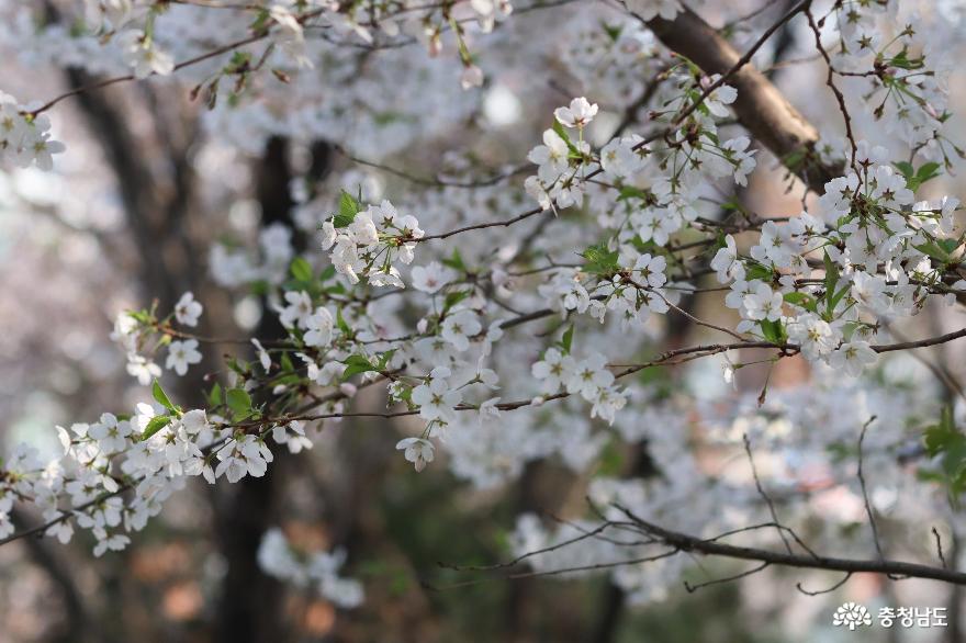벚꽃 만발한 천안 남산공원의 봄