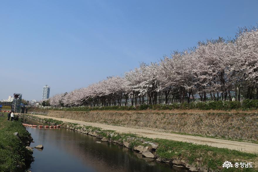 벚꽃만발한천안남산공원의봄 2