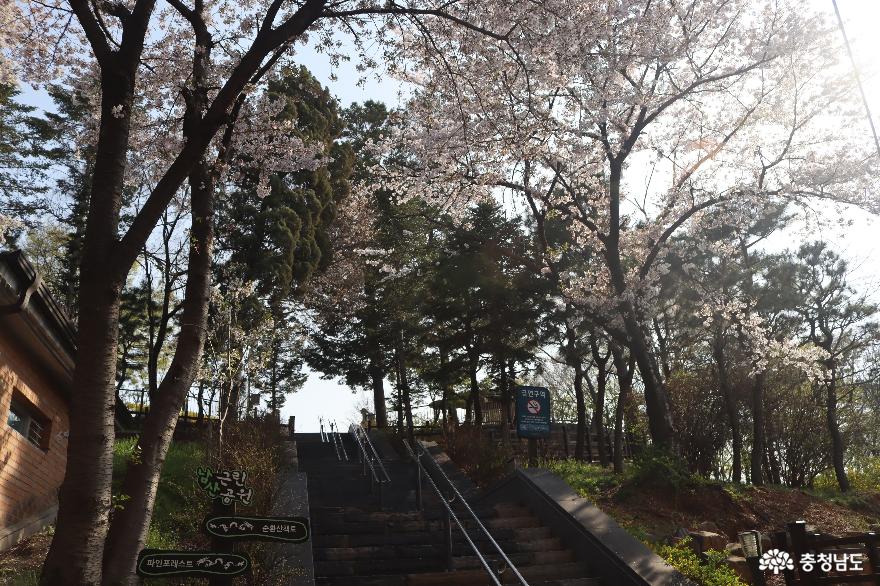 벚꽃만발한천안남산공원의봄 3