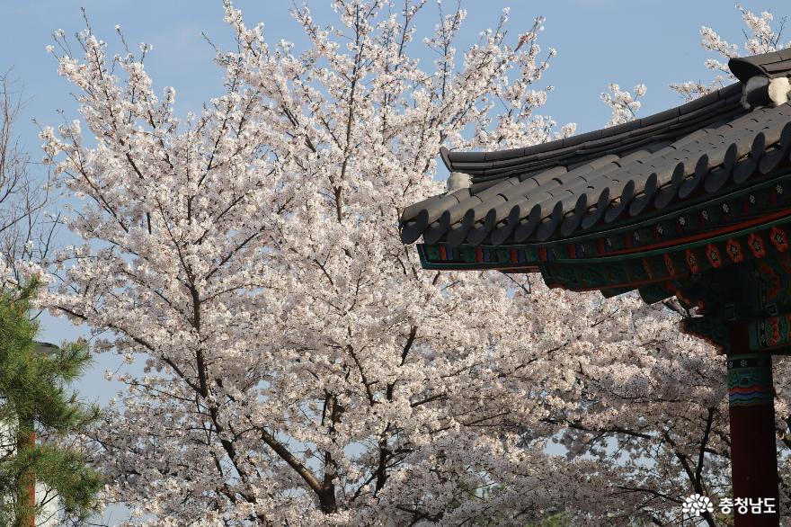 벚꽃만발한천안남산공원의봄 8