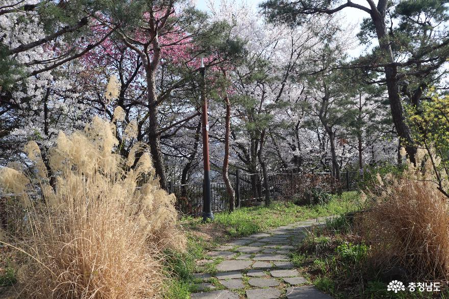 벚꽃만발한천안남산공원의봄 9