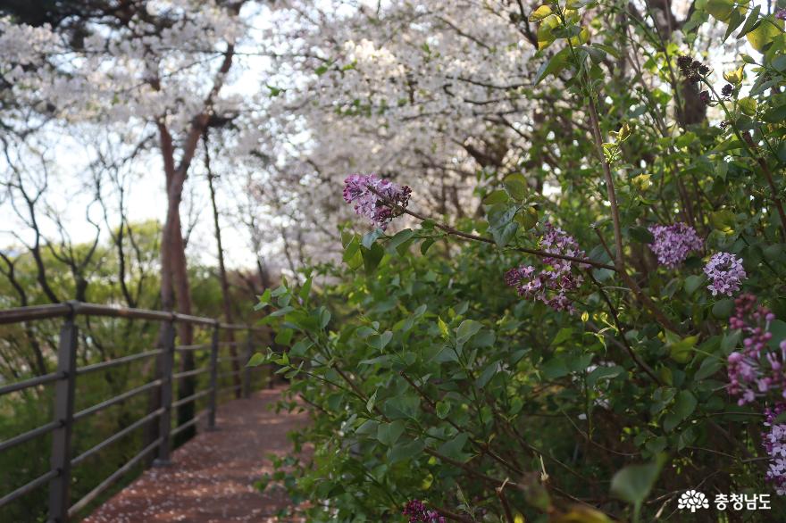벚꽃만발한천안남산공원의봄 10