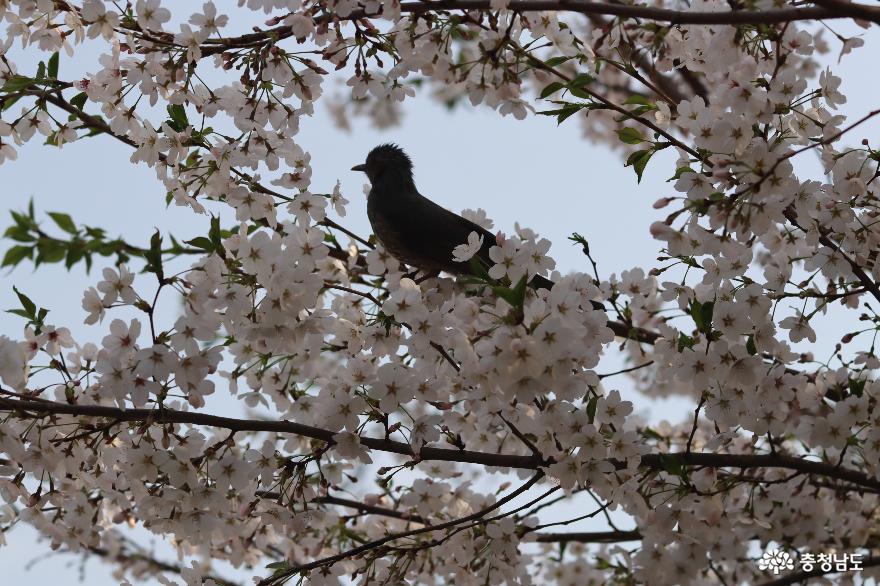 벚꽃만발한천안남산공원의봄 11