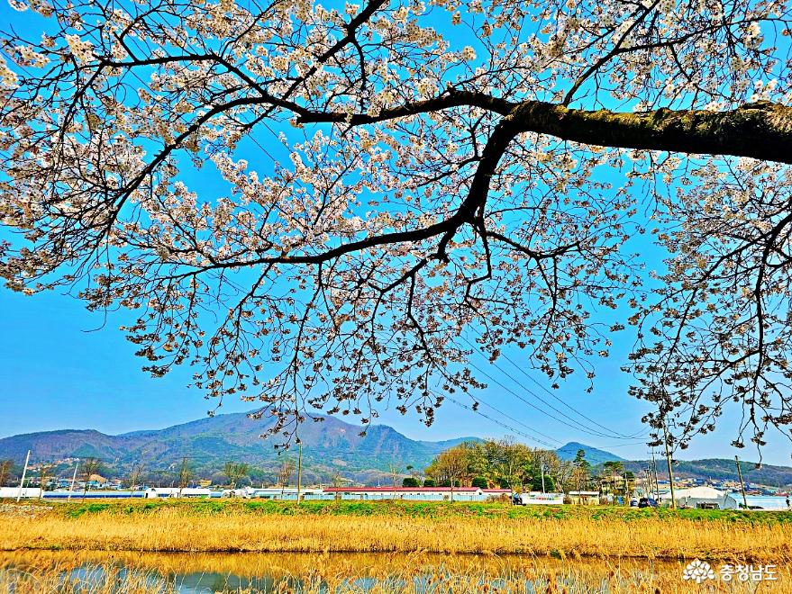 충남관광