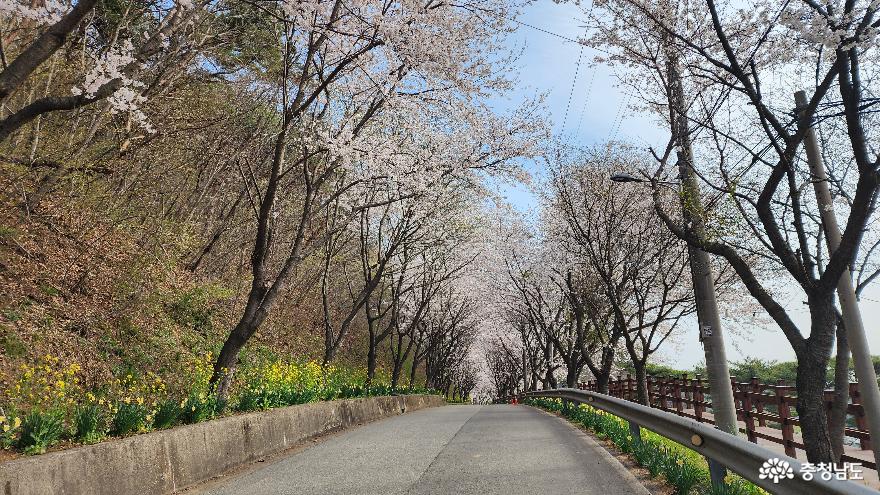 벚꽃명소가 많은 서산, 당진에서의 벚꽃여행기 사진