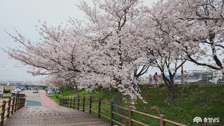 벚꽃명소가많은서산당진에서의벚꽃여행기 8