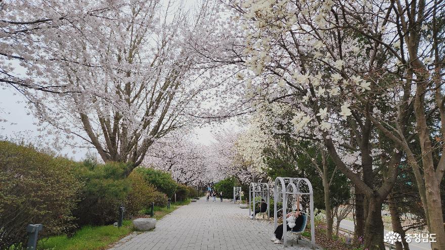벚꽃명소가 많은 서산, 당진에서의 벚꽃여행기 사진