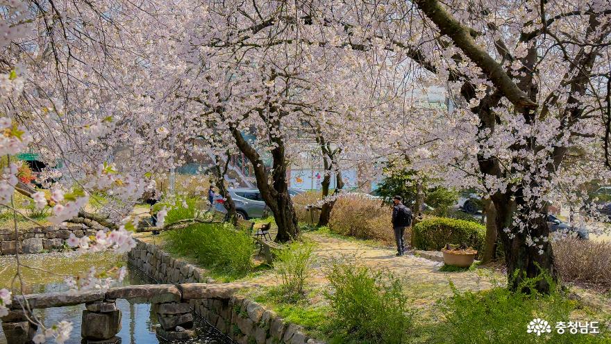 당진으로 봄나들이! 면천 한바퀴 - 골정지,영랑효공원,대숲바람길으로 봄바람 쐬러 오세요 사진