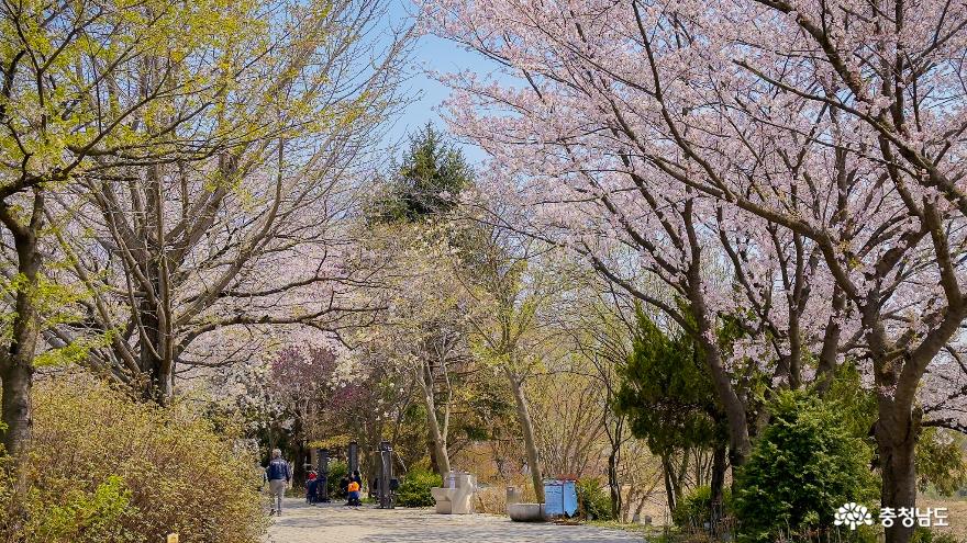 당진으로 봄나들이! 면천 한바퀴 - 골정지,영랑효공원,대숲바람길으로 봄바람 쐬러 오세요 사진