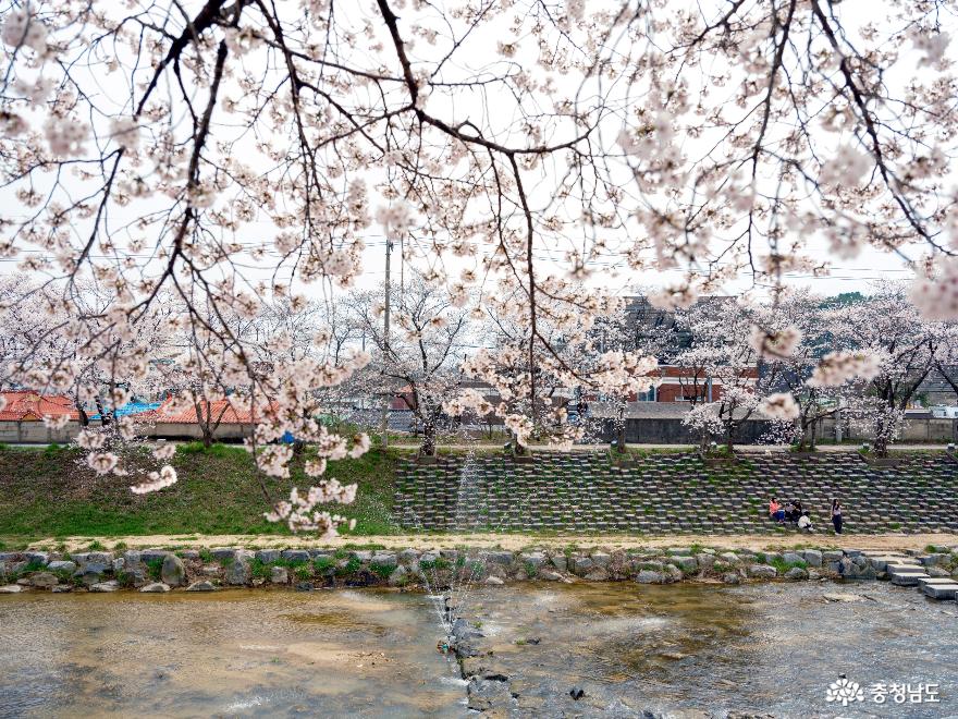 금산천 벚꽃 소식 사진