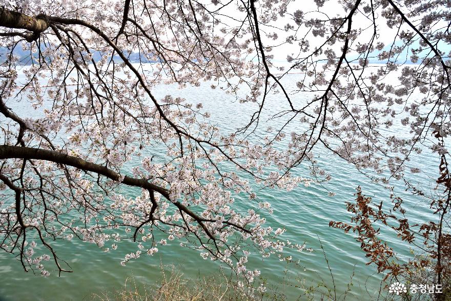 예당호 수변의 벚꽃