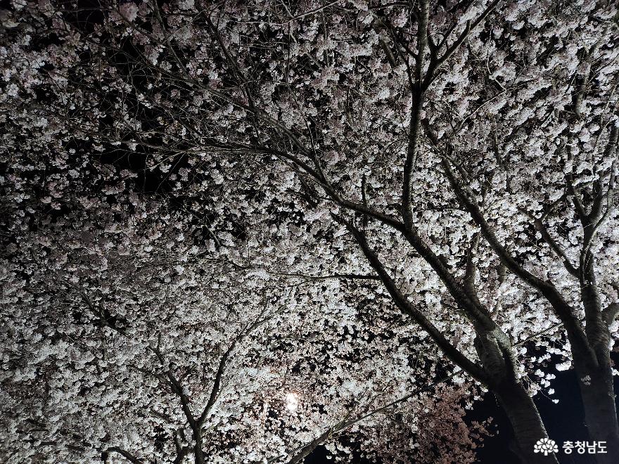 야경을 아름답게 수놓은 벚꽃의 향연 사진