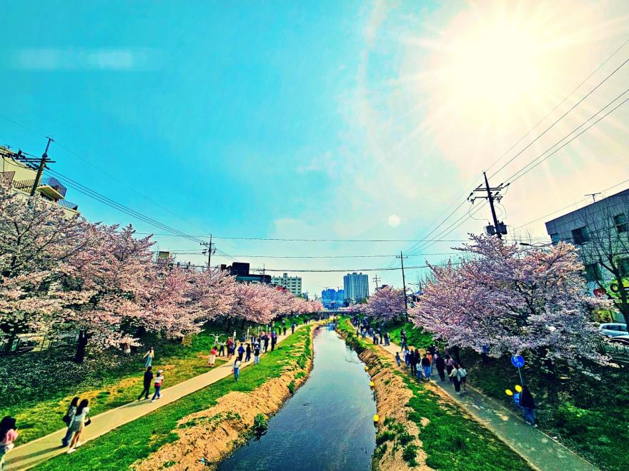 천안 원성천 문화가 흐르는 산책로에서 벚꽃엔딩