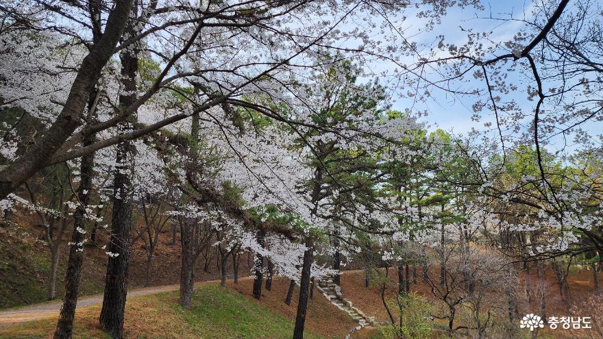 금강 수목원으로 벚꽃 구경 가자~ 사진