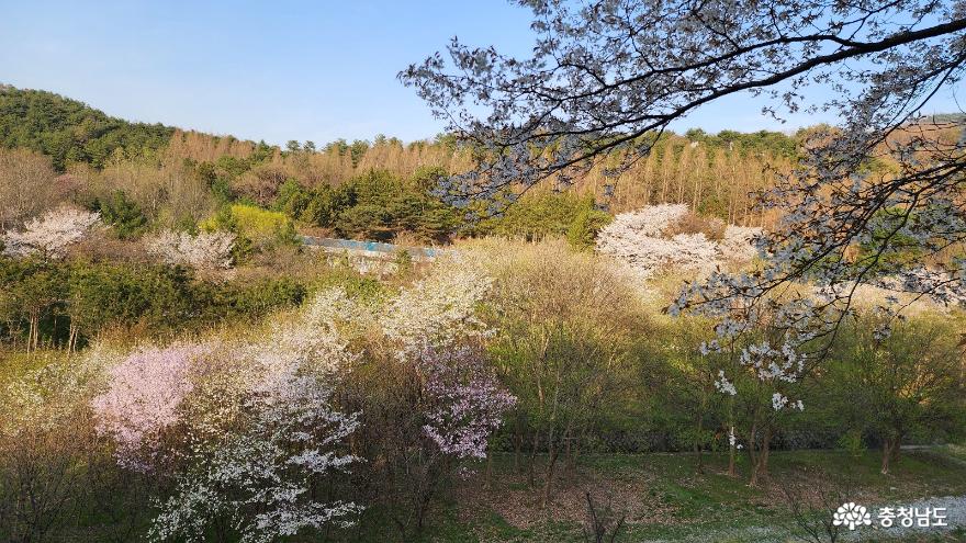 금강 수목원으로 벚꽃 구경 가자~ 사진