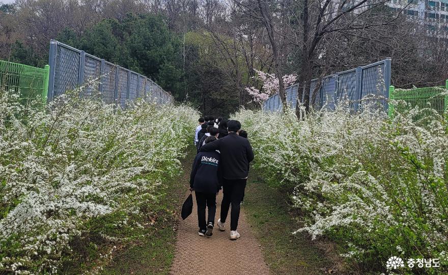 천안 봉서산 싸리꽃이 활짝 핀 생태공원 길. 
