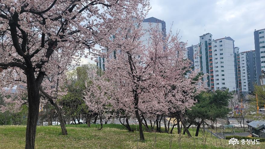 천안 불당유적공원, 봄을 맞아 벚꽃이 만개했다. 