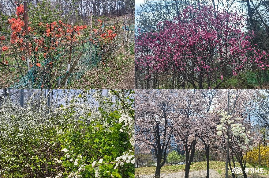 천안 봉서산 생태체험장 주변의 봄꽃이 활짝 피었다.