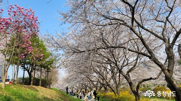 4월 6일 오후 찬란한 봄을 만끽하려는 시민들로 북적이고 있는 당진천변 벚꽃길.