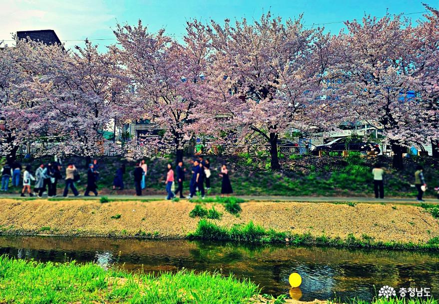 천안 원성천 문화가 흐르는 산책로에서 벚꽃엔딩 사진