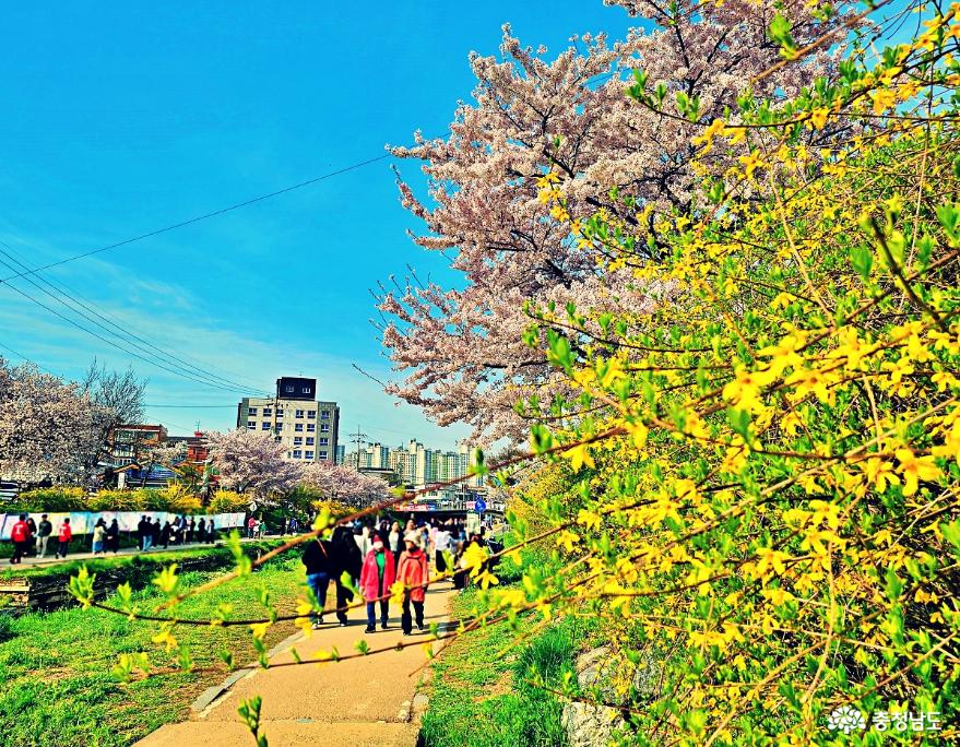 천안 원성천 문화가 흐르는 산책로에서 벚꽃엔딩 사진
