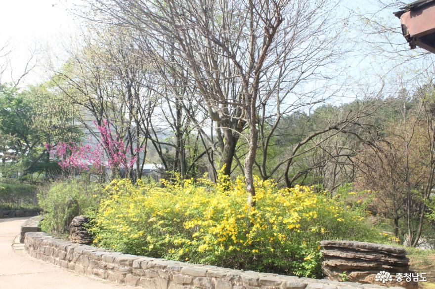 “금강수목원에서 봄꽃 구경해요” 사진