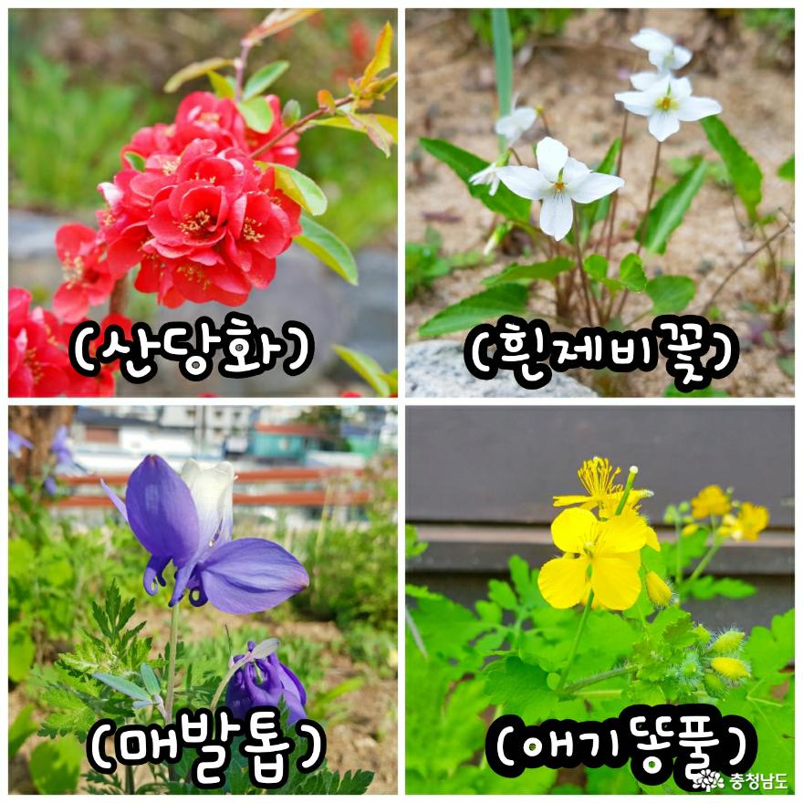 공주풀꽃문학관의 봄꽃들