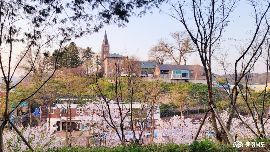 연분홍빛 꽃송이가 가득한 충청남도 역사박물관