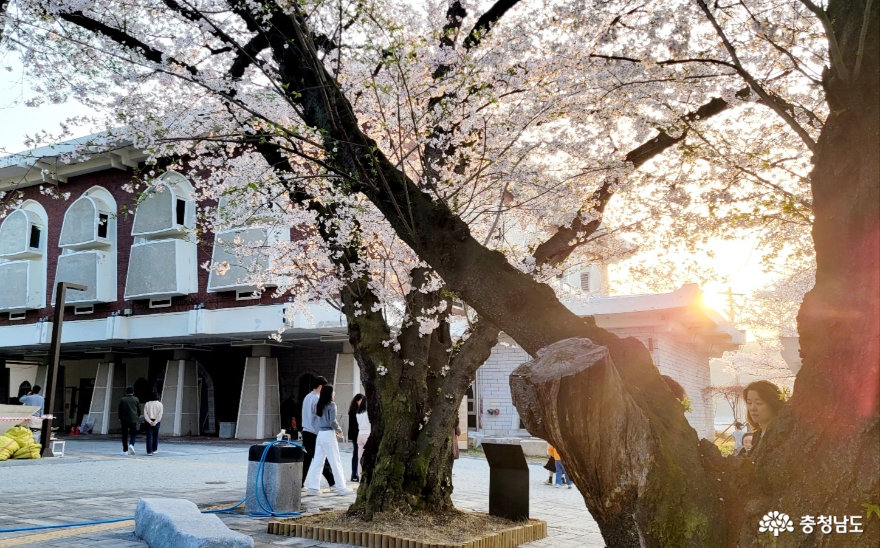 연분홍빛 꽃송이가 가득한 충청남도 역사박물관 사진