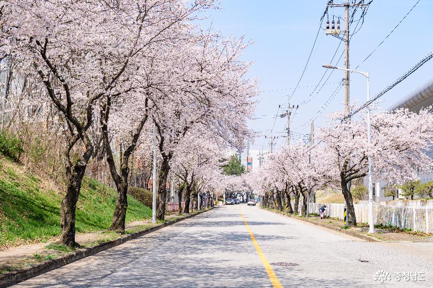 아산 벚꽃 명소로 조용하게 구경할 수 있는 곳 사진