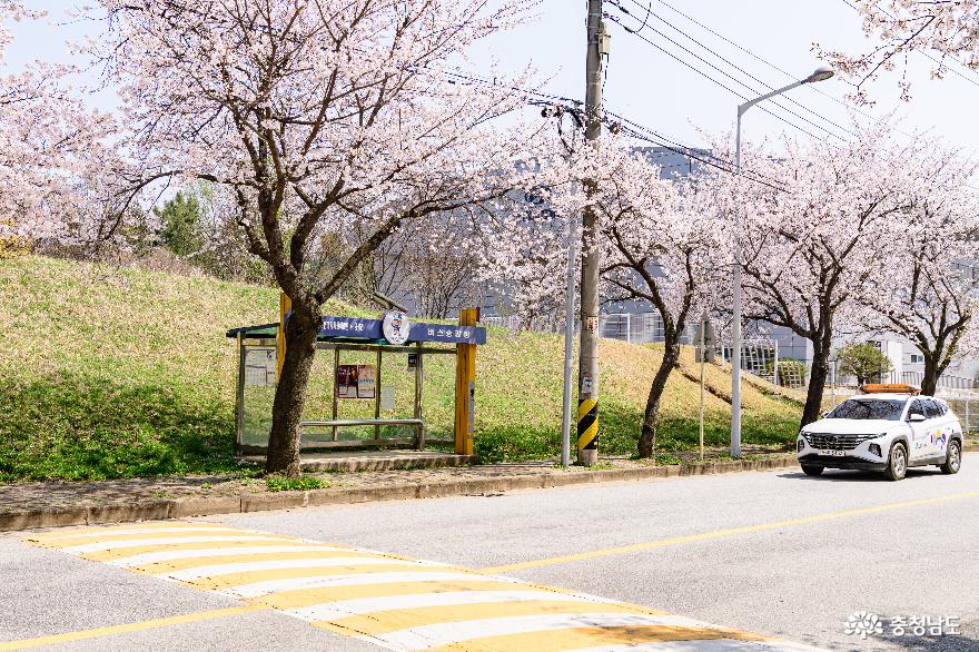 아산 벚꽃 명소로 조용하게 구경할 수 있는 곳 사진