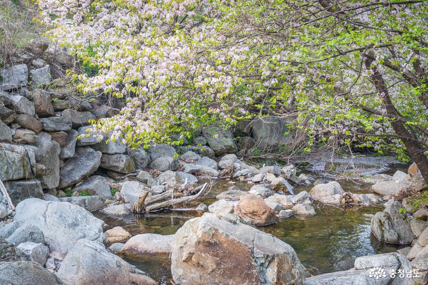 공주 상신리의 봄, 온 동네가 꽃세상일세 사진