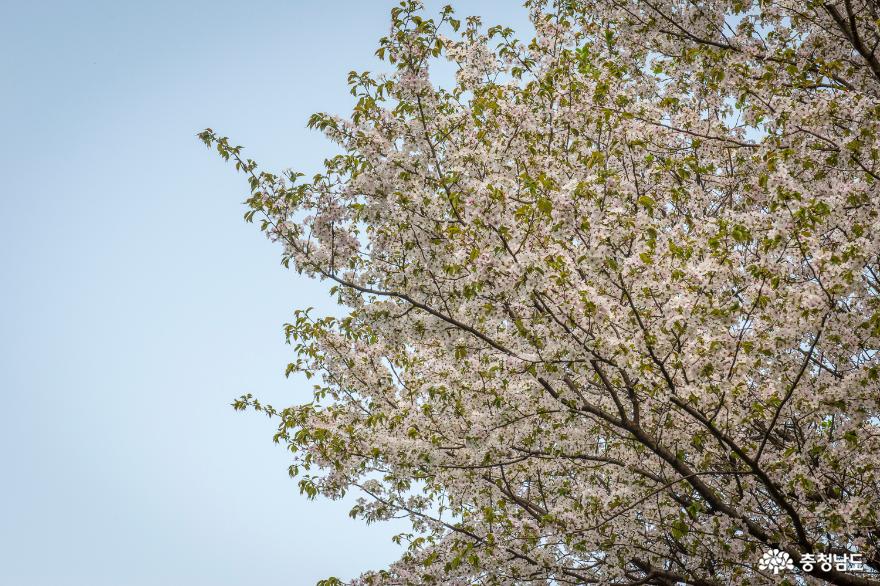 공주 상신리의 봄, 온 동네가 꽃세상일세 사진