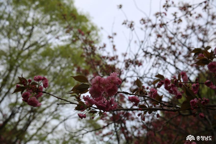 서산 문수사는 봄꽃 파우치를 들고 가기에 좋은 여행지 사진