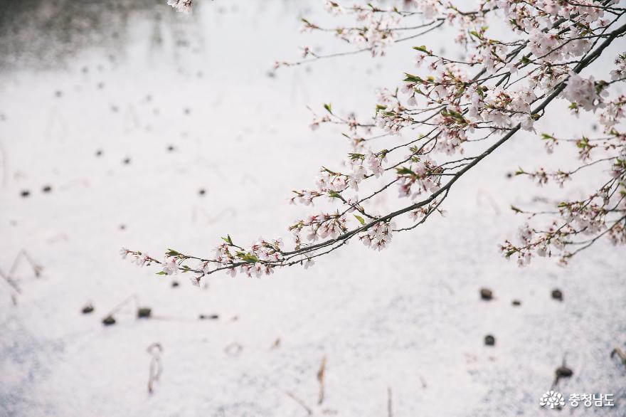 당진 벚꽃명소, 골정저수지와 군자정 사진