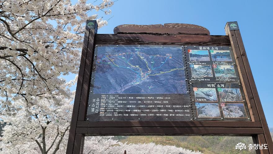 눈이부시게화사한벚꽃의향연덕산도립공원가야산입구와남연군묘 1