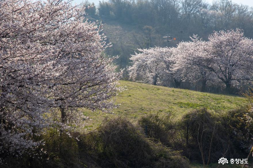 서산 한우목장의 아름다운 봄 사진