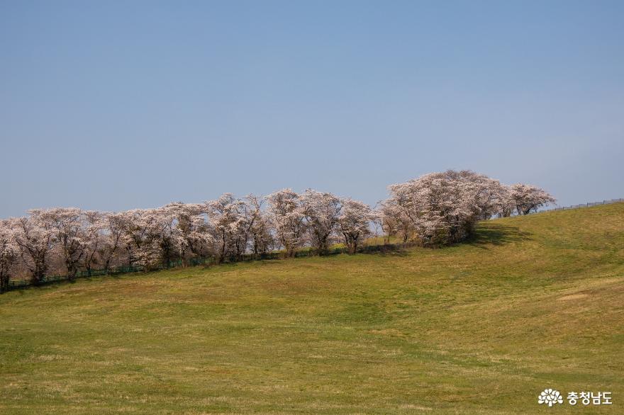 서산 한우목장의 아름다운 봄 사진