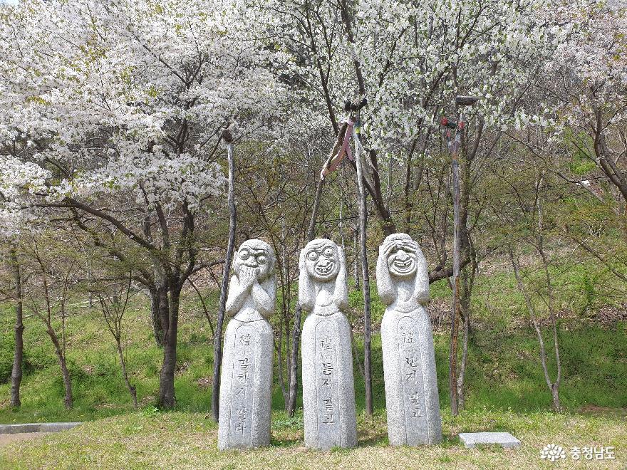 청양 칠갑산장승공원 & 알품스공원 막바지 벚꽃 즐기기 사진