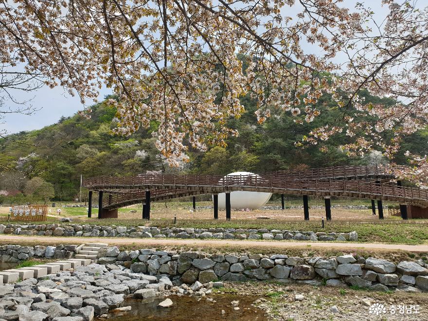 청양칠갑산장승공원알품스공원막바지벚꽃즐기기 8